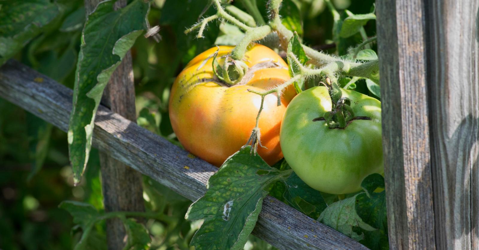Onrijpe tomaten uit de moestuin dit doe je ermee Libelle