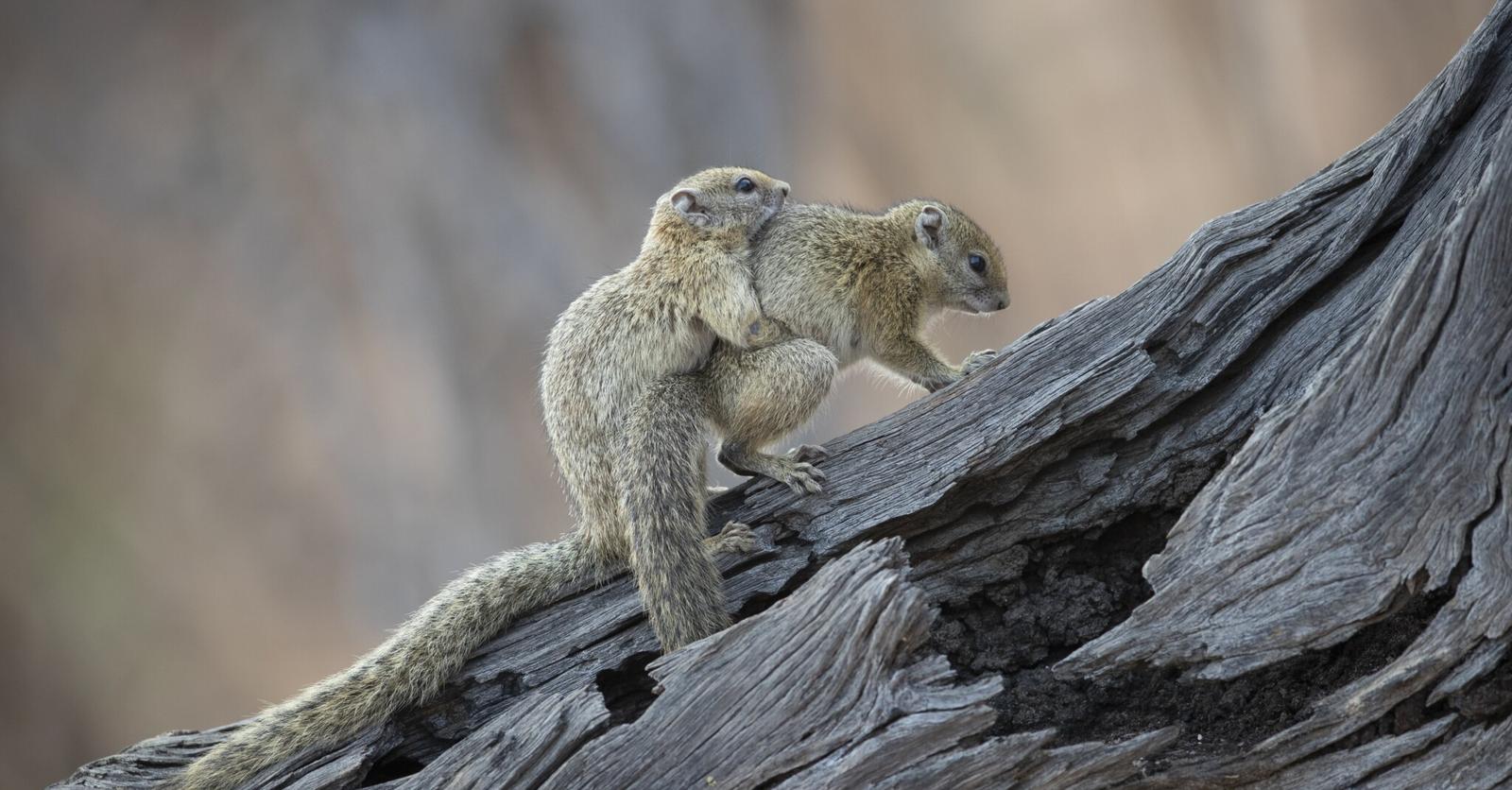 La scandaleuse vie sexuelle de la nature dévoilée