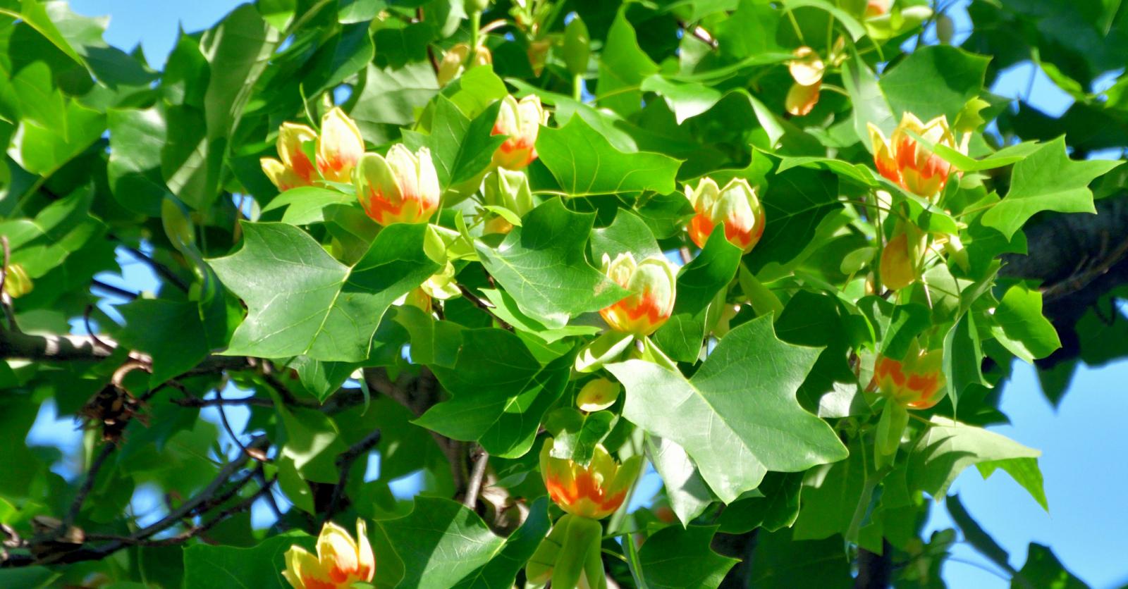 Breakthrough Discovery: Scientists Identify Unique Tulip Tree Wood That Could Revolutionize Carbon Sequestration and Combat Climate Change