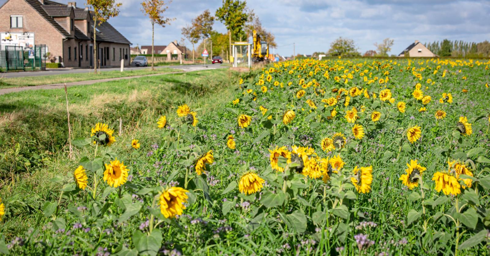 Zonnebloemen kleuren opnieuw onze velden: “Mensen worden er blij van en vogels kunnen de pitten opet