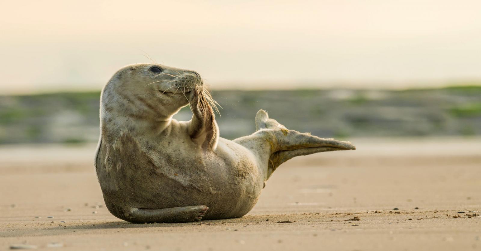 “Veel jonge dieren raken verstrikt in netten”: comeback van de zeehond aan onze kust is geen onverde