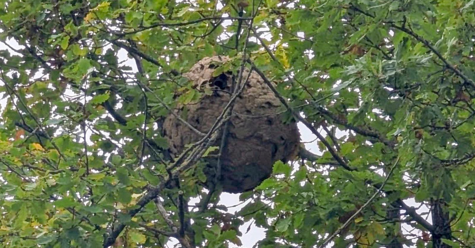 Harelbeke stopt als enige West-Vlaamse stad met bestrijding hoornaar