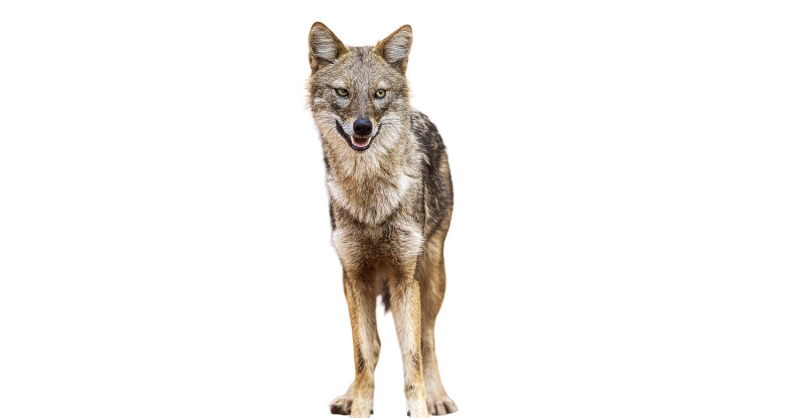 Dirk Draulans’ Beestenboel: ‘De kans is groot dat de goudjakhals al in Vlaanderen is gepasseerd’