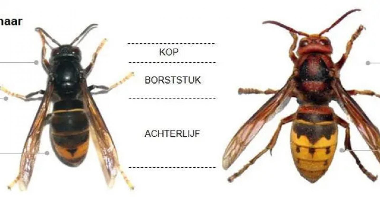 Lokdozencampagne Aziatische hoornaar strikt 245 koninginnen in Diksmuide: “Slechts 39 nesten moeten 
