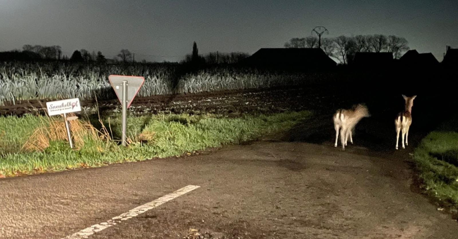 Politie opgeroepen voor twee ontsnapte hertjes in velden in Vladslo