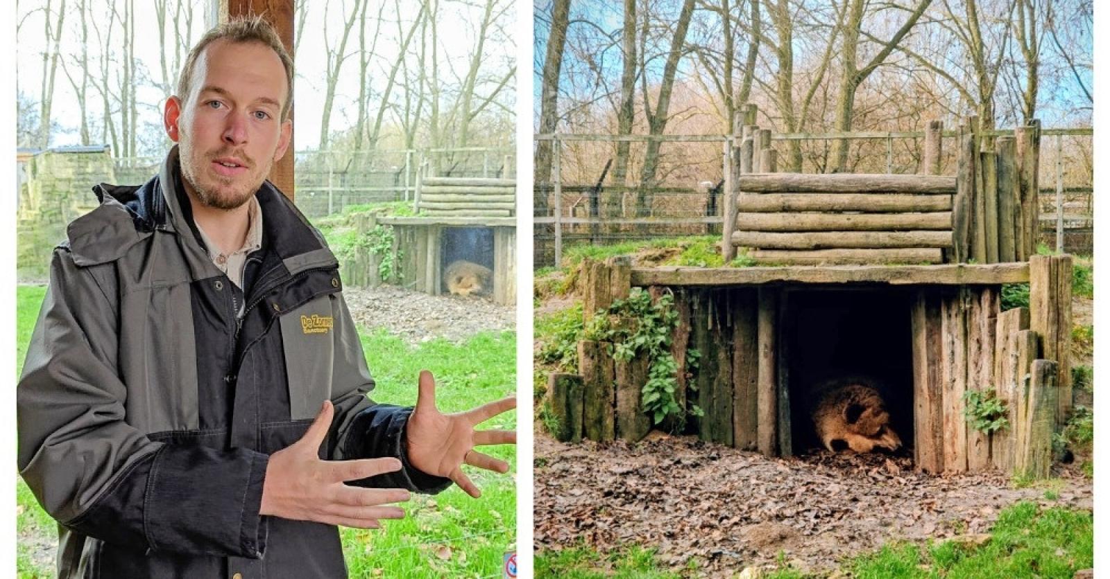 Gids Laurens ziet hoe dieren weer slaapplekje zoeken: van dansbeer tot verdiende winterrust voor bee