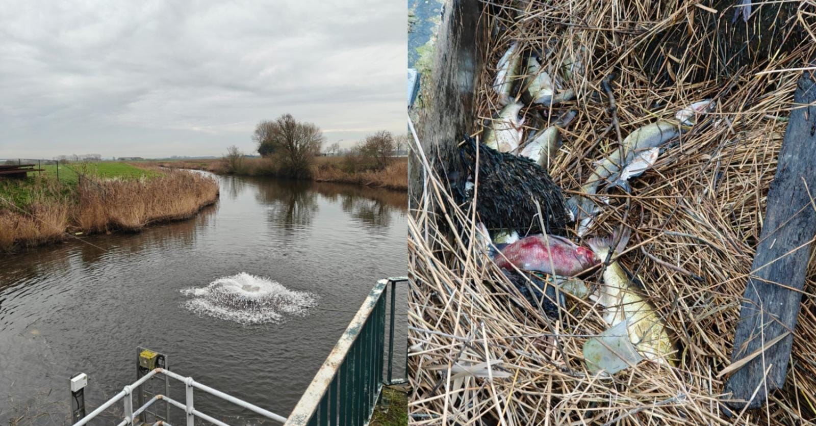 Verschillende instanties onderzoeken vissterfte op zijarm van Spaarbekken in Nieuwpoort