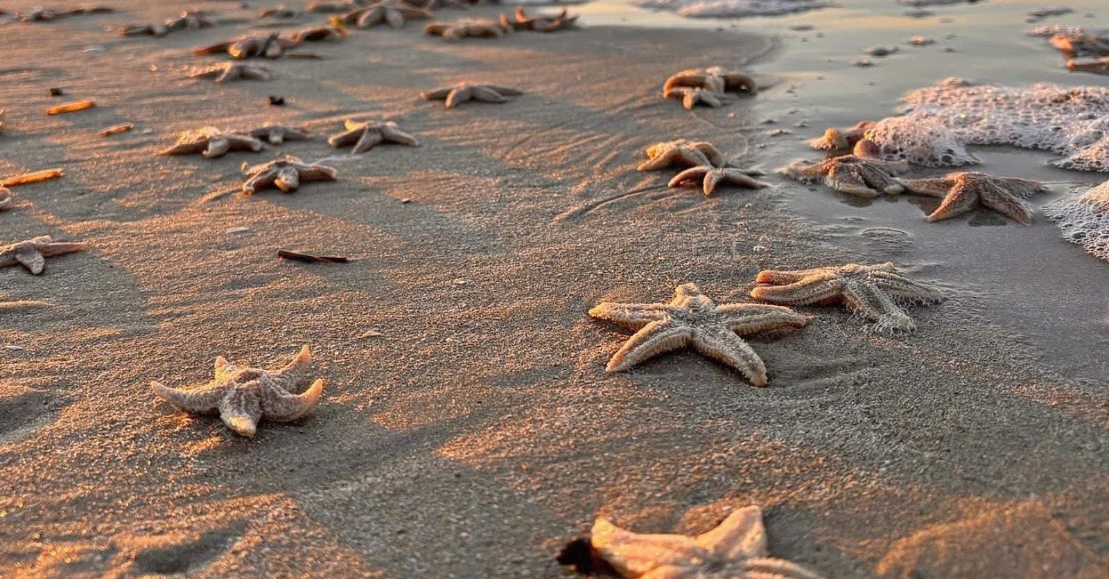 Massaal veel zeesterren spoelen aan op onze stranden: “Lage temperatuur en onderstroom voeren dieren