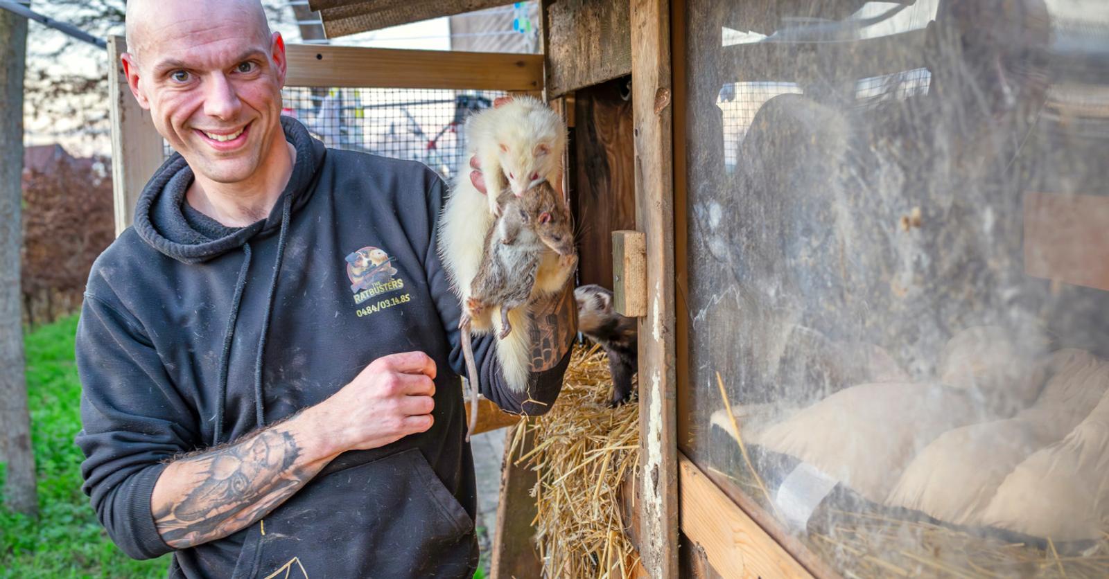 Dietmar (38) verdelgt ratten met… honden en fretten: “Gif komt er bij ...