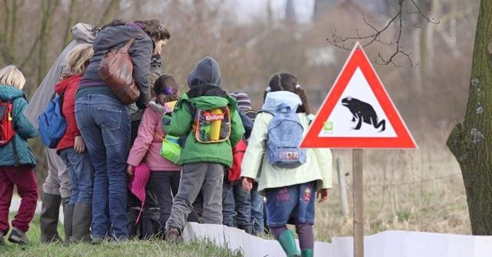Paddenoverzet in West-Vlaanderen kent vlotte start: “Al duizenden dieren gered door ze met de emmer 