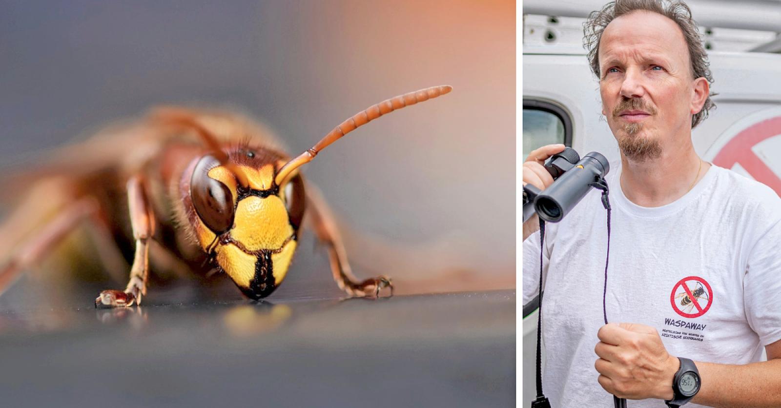 “We moeten hopen op slecht weer in maart”: staan we opnieuw voor een druk Aziatische hoornaar-seizoe