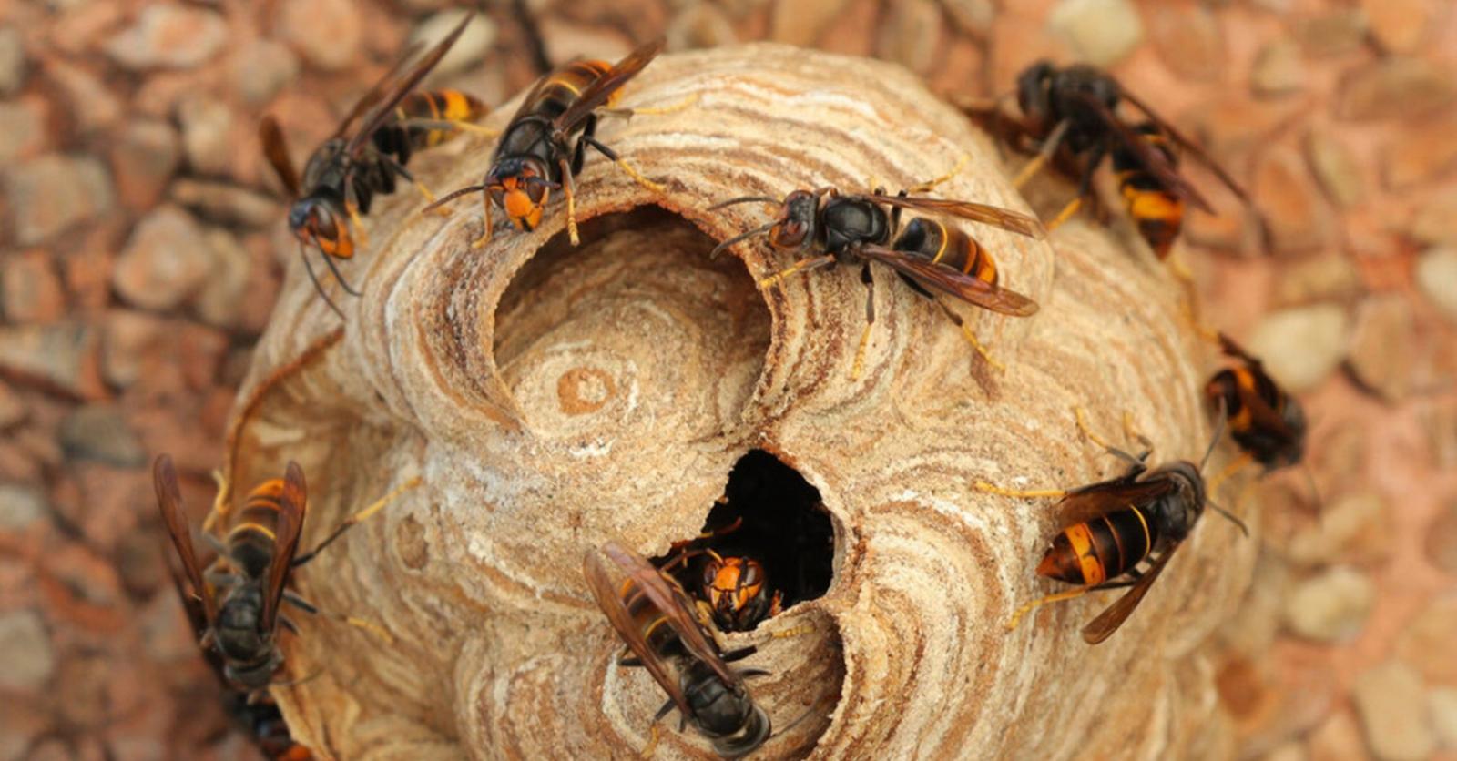 Kortrijk trekt 13.000 euro uit voor klopjacht op Aziatische hoornaar