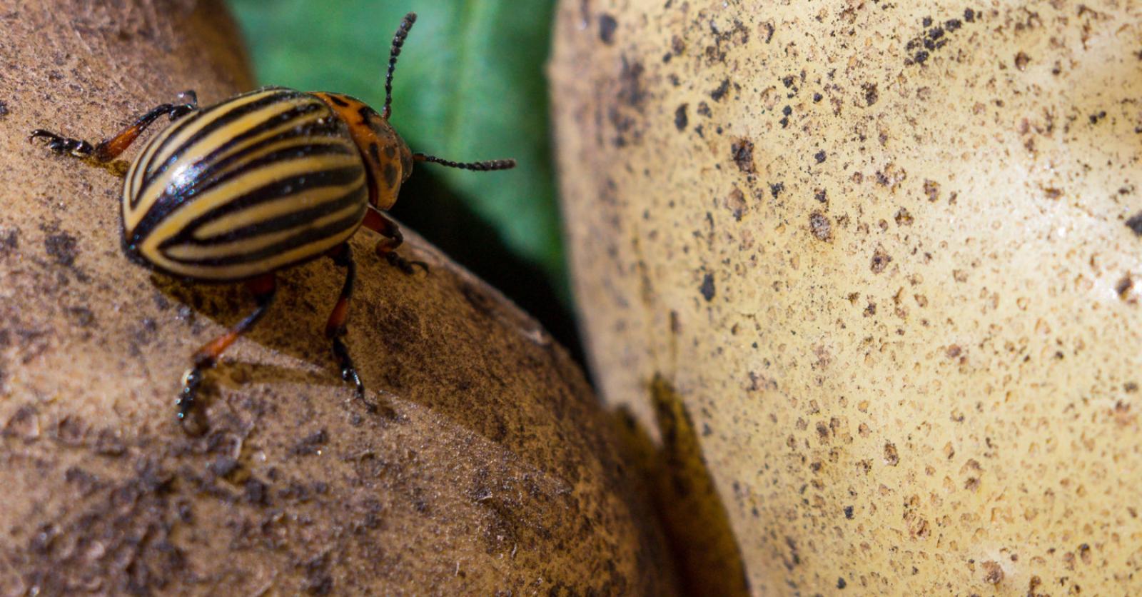Pesticide Calantha, ou comment une autorisation «d’urgence» a été ...