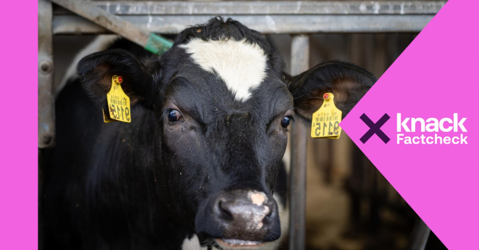 Factcheck: nee, om kweekvlees te produceren hoeven geen kalveren geaborteerd te worden