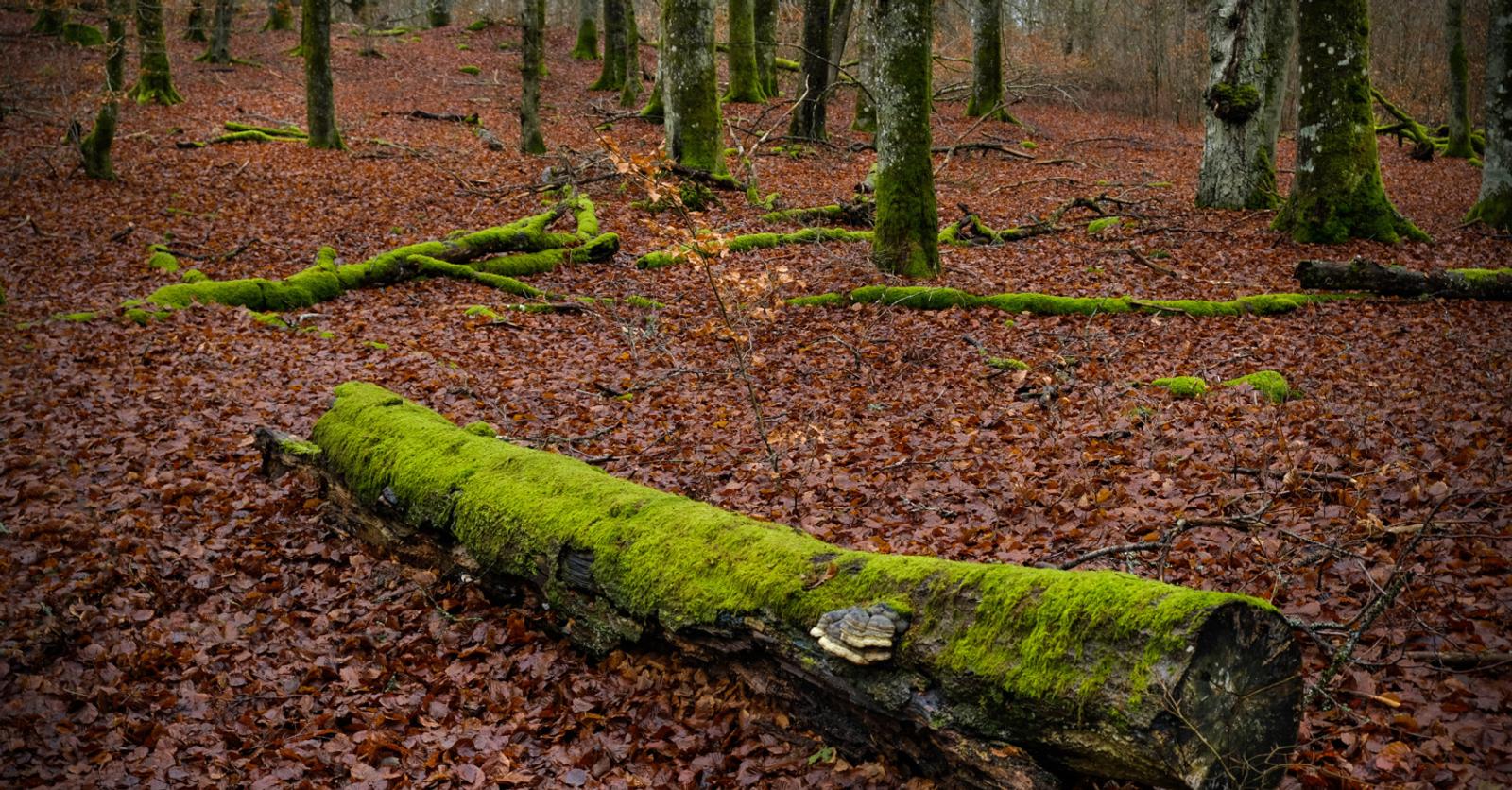 Les forêts wallonnes manquent encore cruellement de bois mort mais «tous les outils sont là pour que ça change»