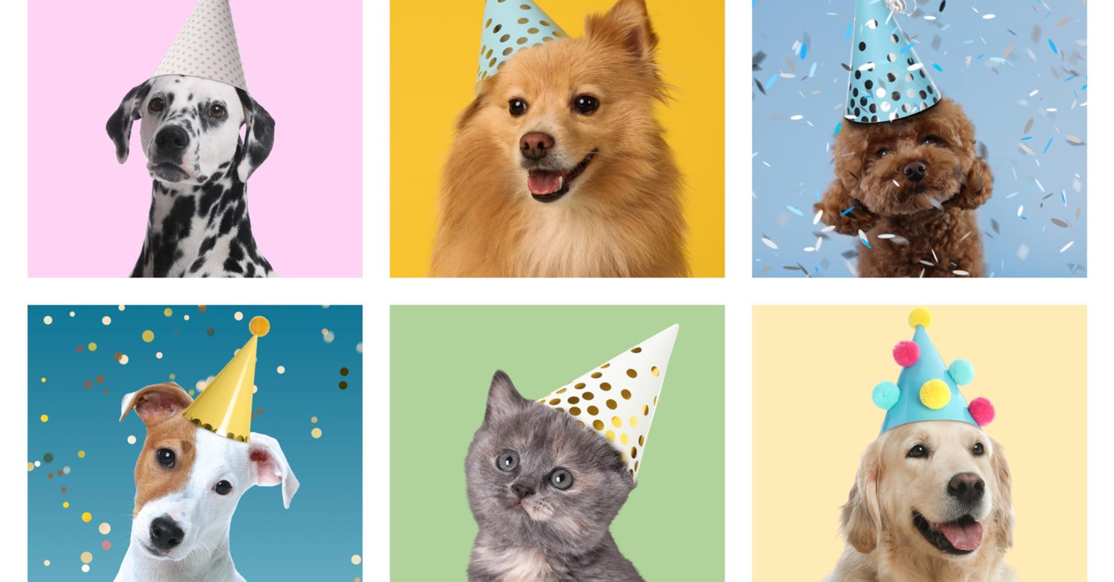 5 tips om huisdieren langer en gezonder te laten leven? ‘Poets elke dag de tanden van uw hond of kat