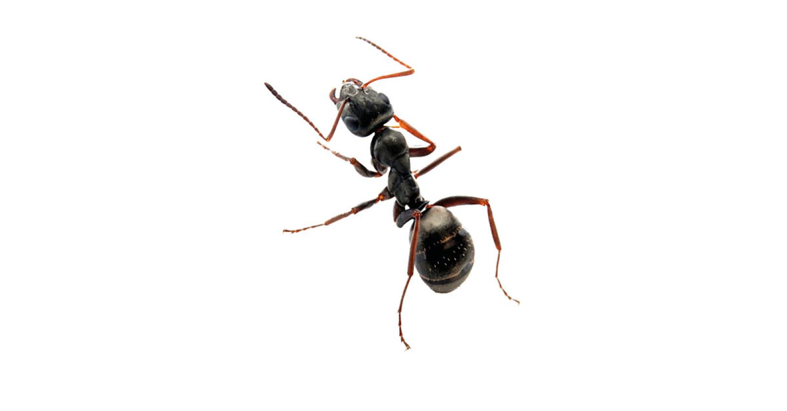Серые и черные муравьи принимают лекарства, когда плохо себя чувствуют.