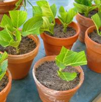 Hortensia hydrangera bouturer