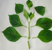 Hortensia hydrangera bouturer