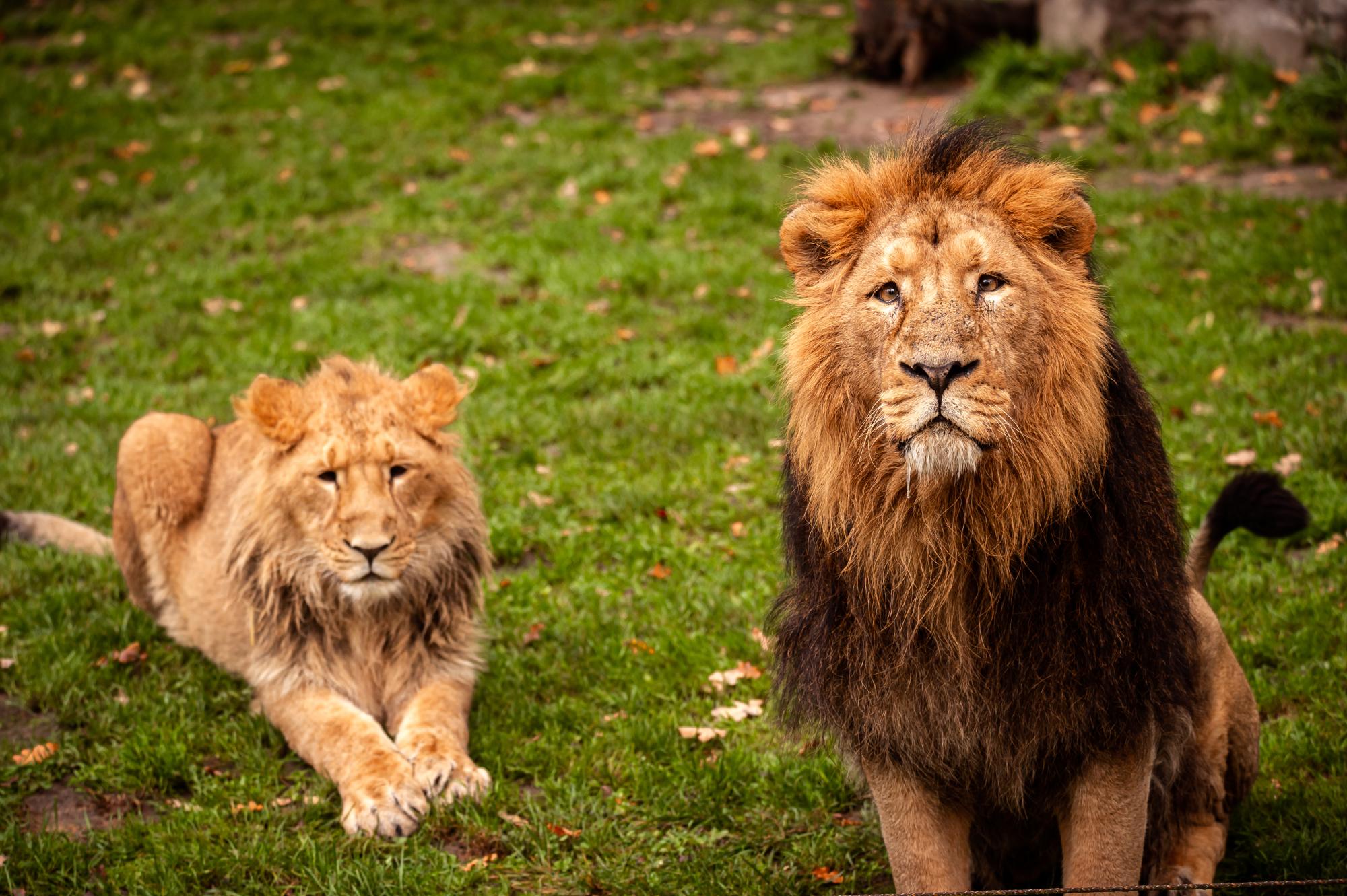 Twee leeuwenwelpjes geboren in ZOO Planckendael - Libelle
