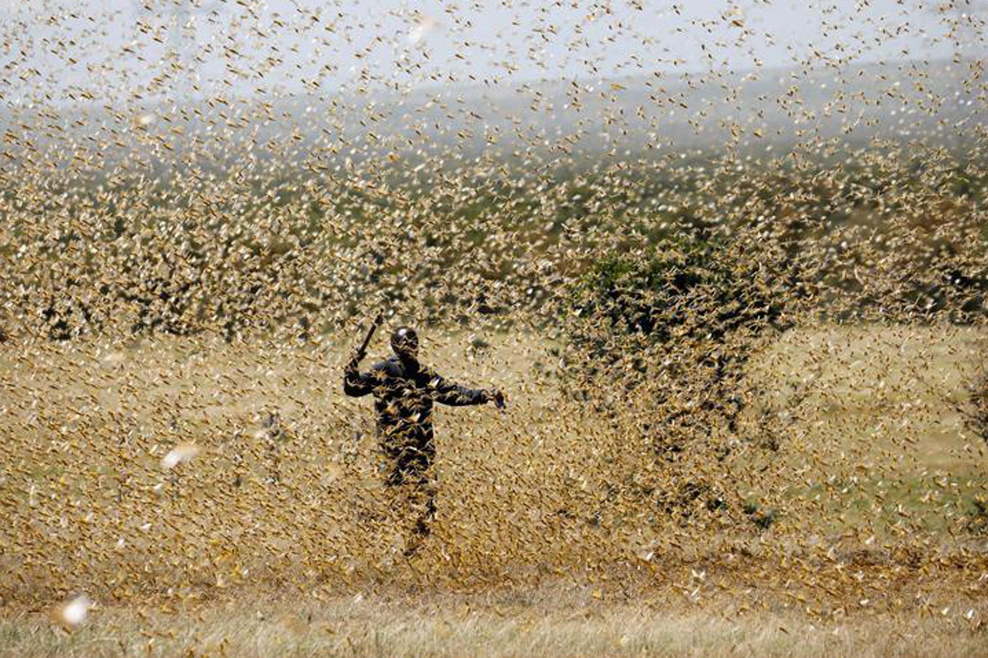 Sprinkhanenplaag nu ook in Midden-Oosten: 400 keer zoveel sprinkhanen