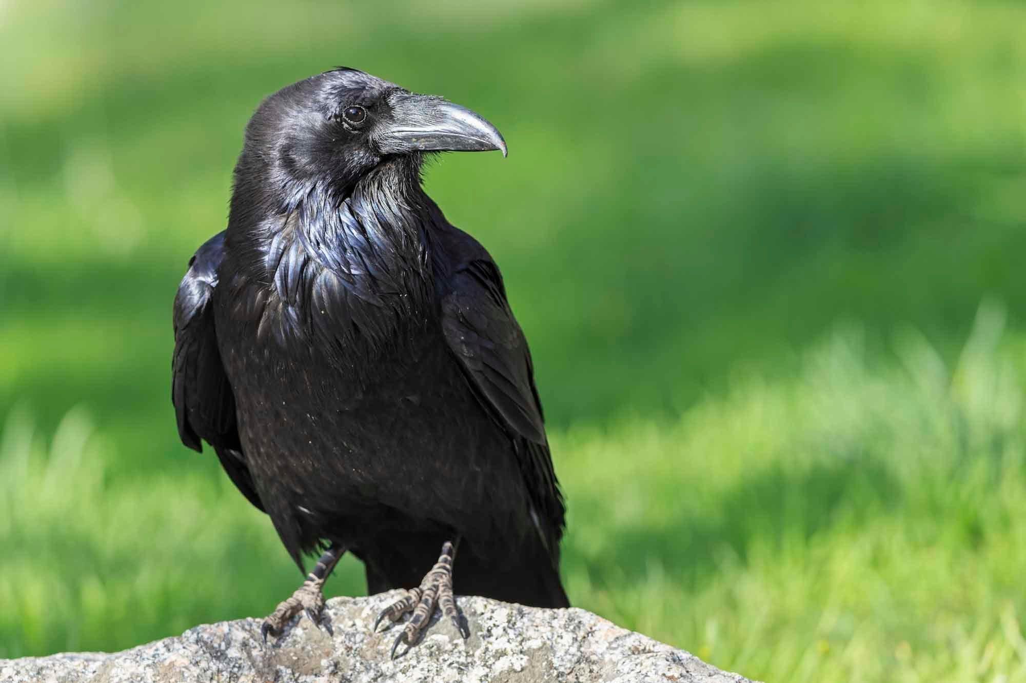 L'intelligence des corbeaux comparable à celles des grands singes et des  enfants