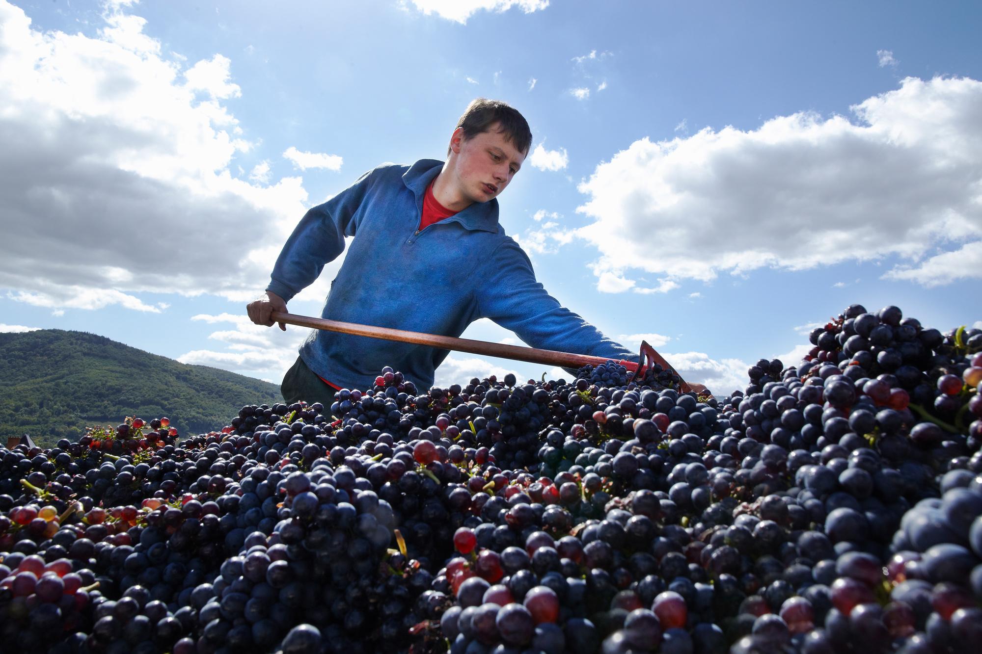 Comment Les Viticulteurs Français S'adaptent Au Changement Climatique