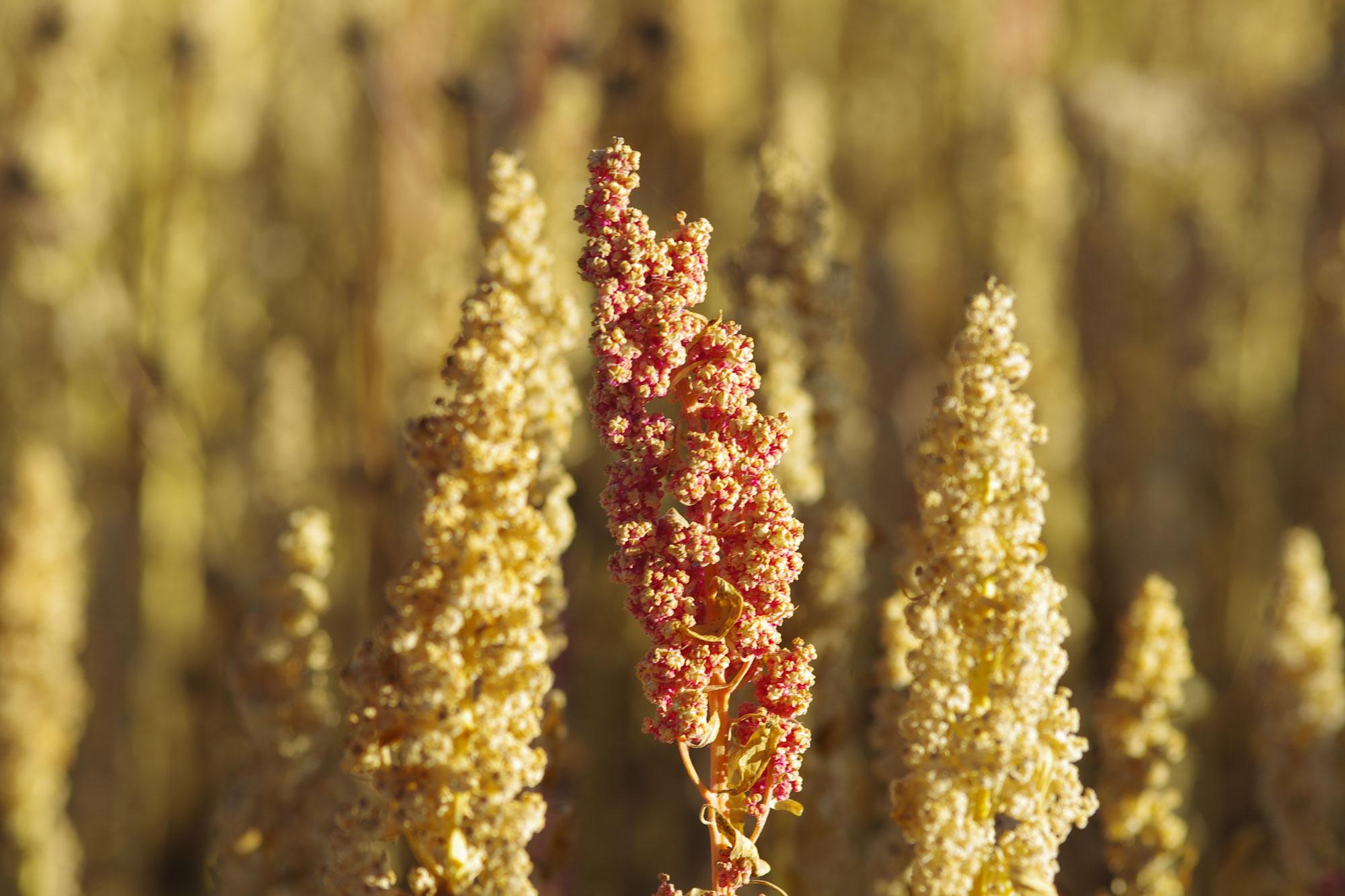 Quinoa met een Belgisch smaakje goed voor boer en planeet