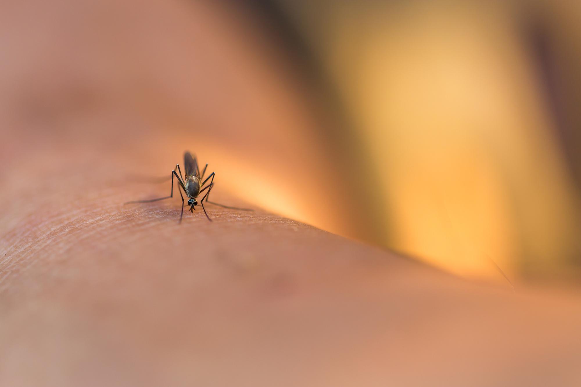 Les ultrasons diffusés sur  peuvent-ils éloigner les moustiques ?