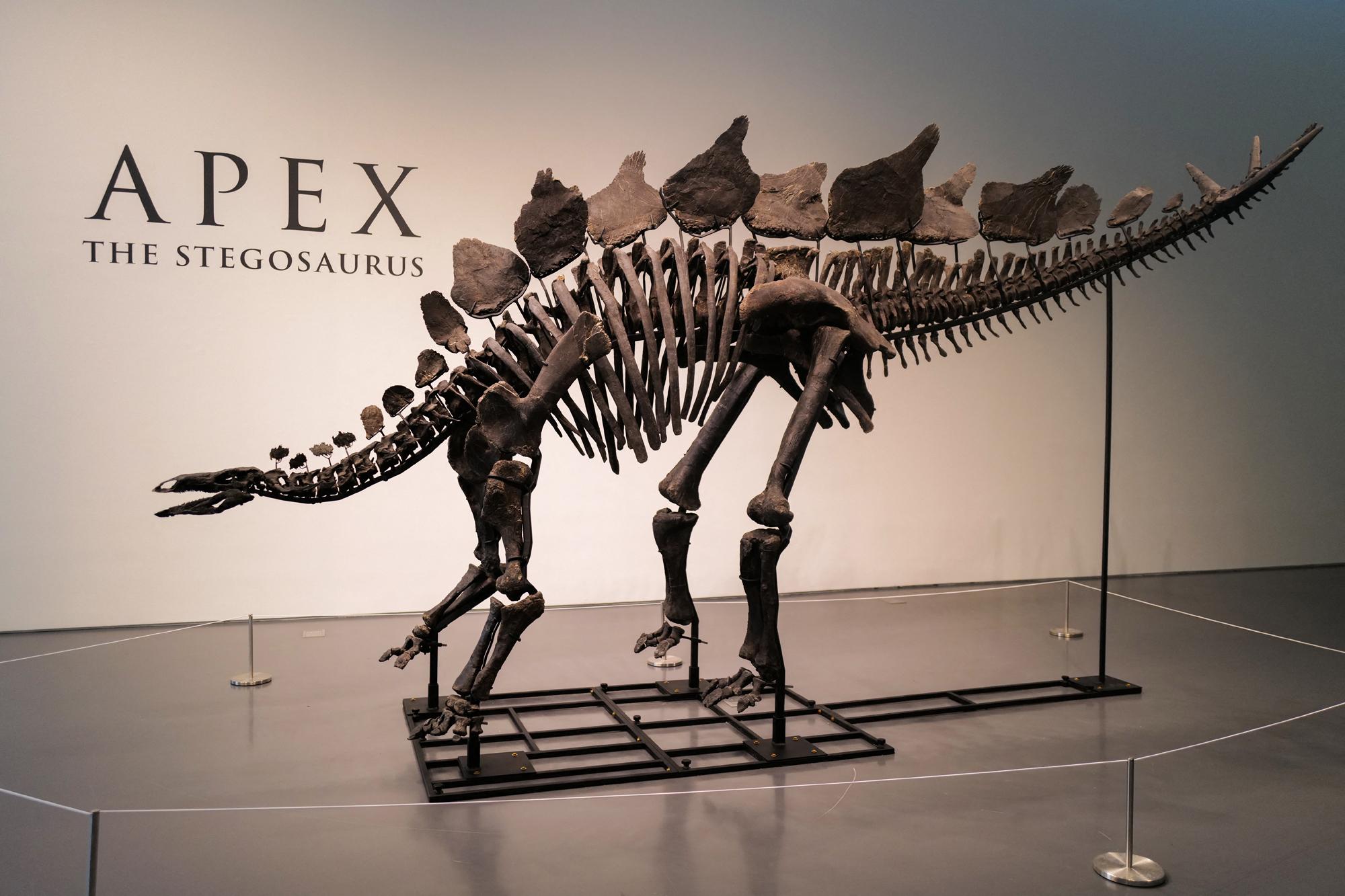 Apex de stegosaurus