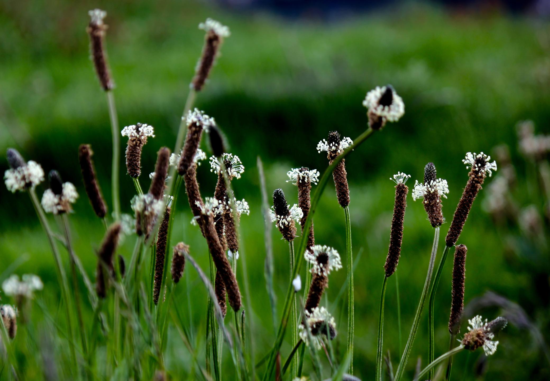 Grote Weegbree Onkruid Of Nuttige Tuinplant Libelle