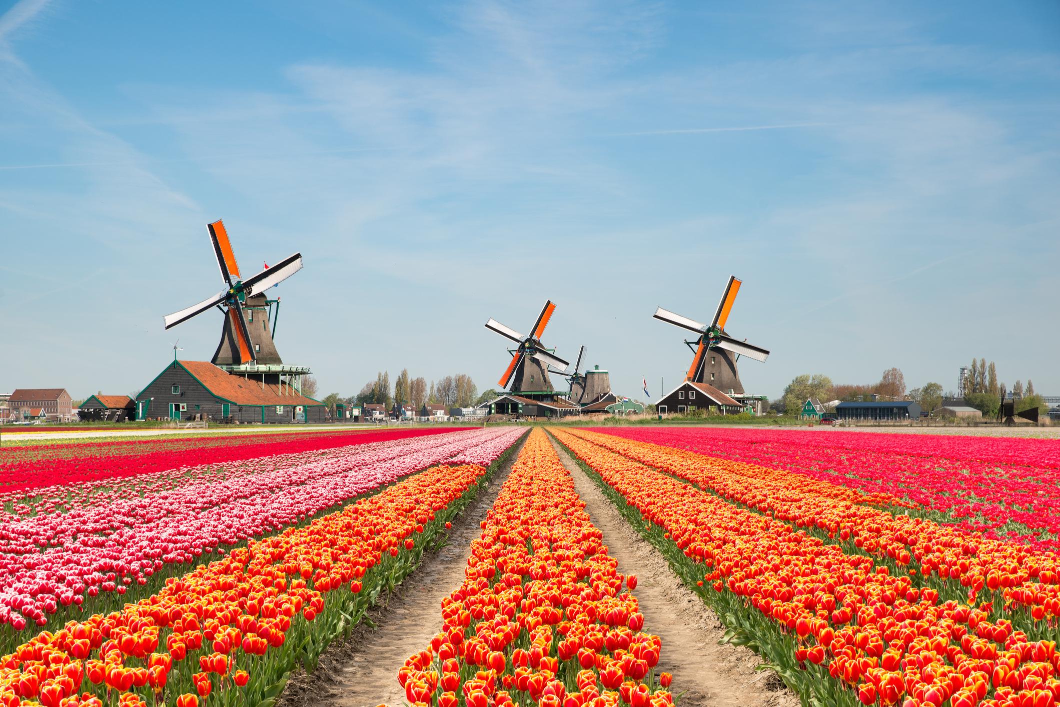 Keukenhof le jardin hollandais où admirer des millions de tulipes