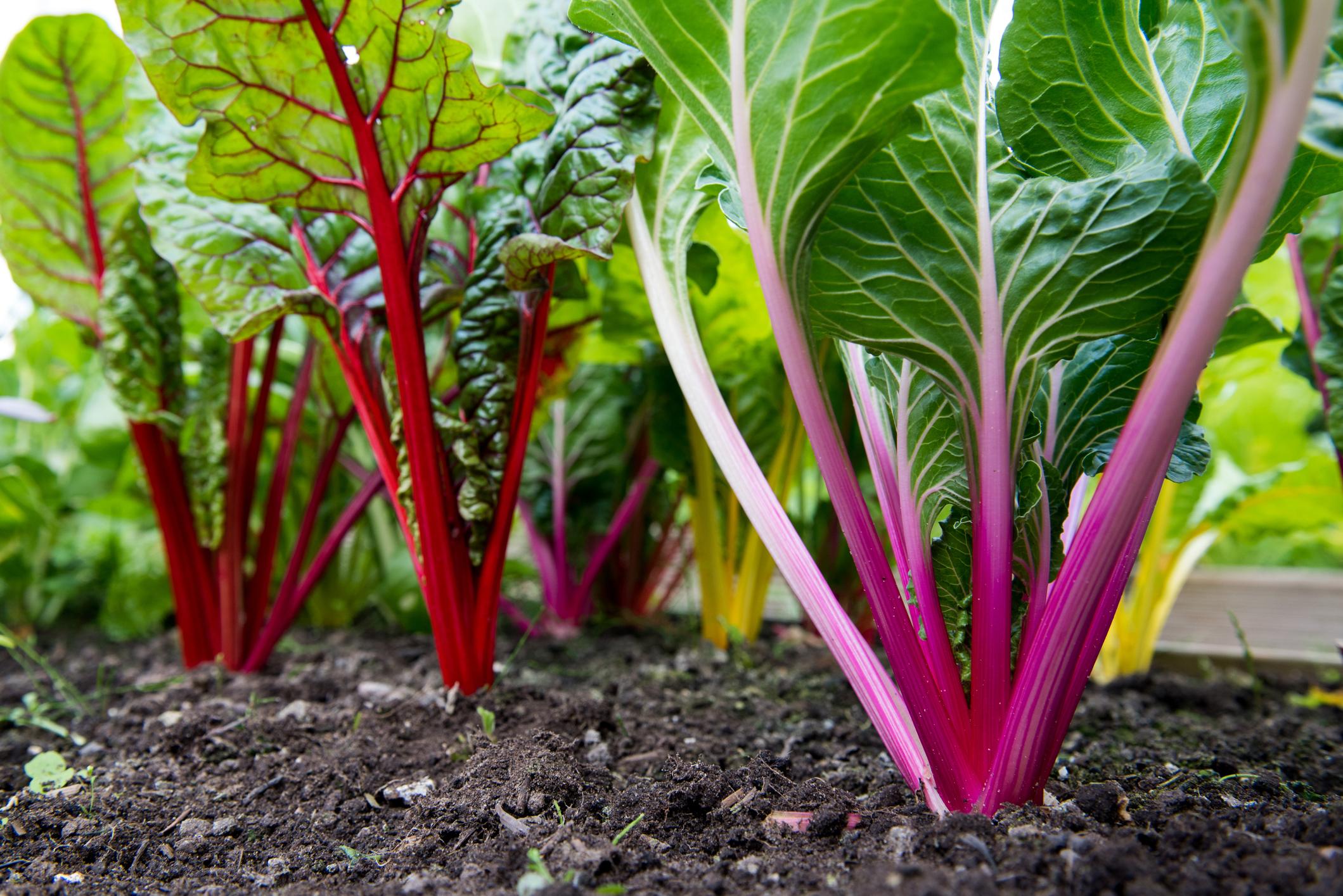Snijbiet in de moestuin: hoe zaaien en oogsten - Libelle