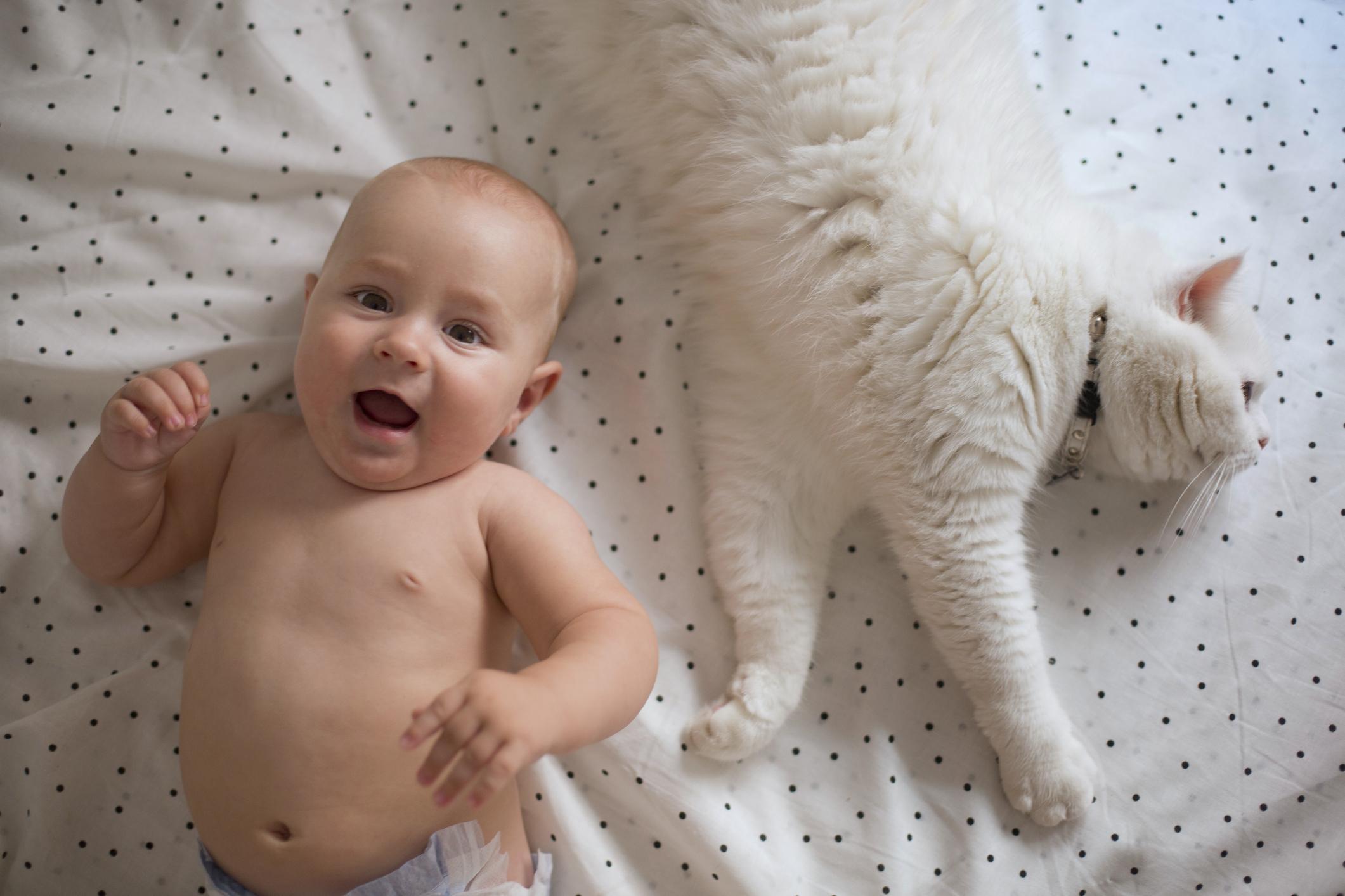 Moedig aan Intrekking Nieuwe aankomst 5x fabels over katten en baby's ontkracht - Libelle Mama