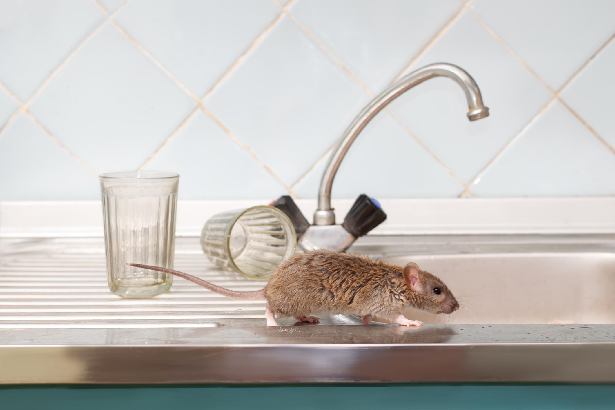 Ontwarren Nauwkeurig toezicht houden op Rat of muis in huis? Zo herken je het verschil - Libelle