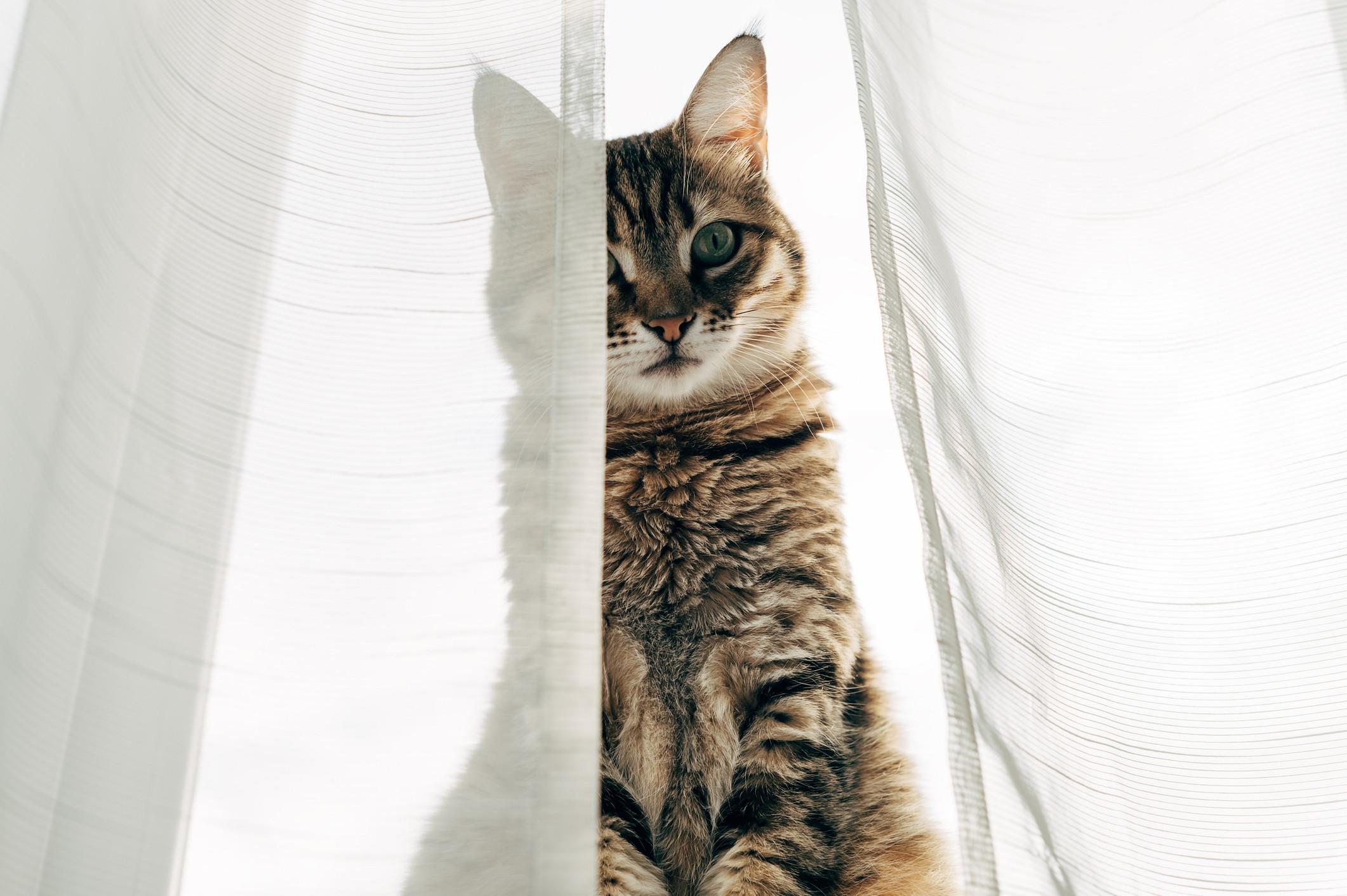 Kinderen kat gordijnen huisdier katten patroon raamgordijnen