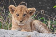 Une saison au zoo