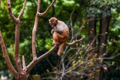 Une saison au zoo