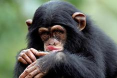 Le regard du singe