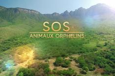 SOS animaux orphelins