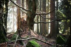 Les forêts du Québec en 4 couleurs