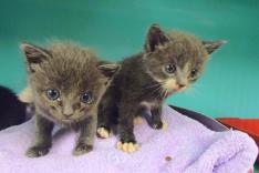 Animaux à adopter