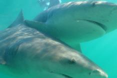 Requins-bouledogues vs requins-marteaux