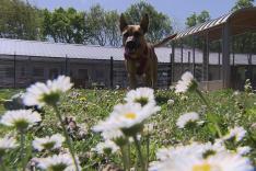 Animaux à adopter