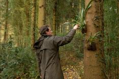 La civilisation des arbres