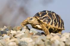 Le trafic des tortues