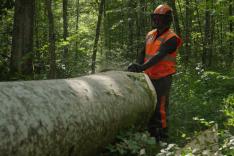 Bûcheron : un métier à hauts risques