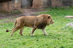 Une saison au zoo