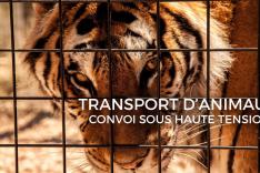 Transport d'animaux sous haute tension