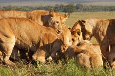 Serengeti, la grande cavalcade des animaux